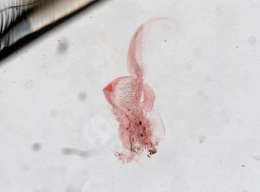 Artemia
