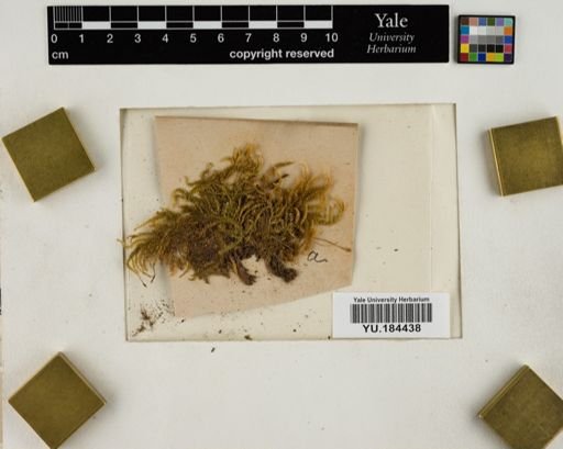 Plantae