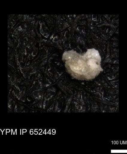 undet. Foraminiferida