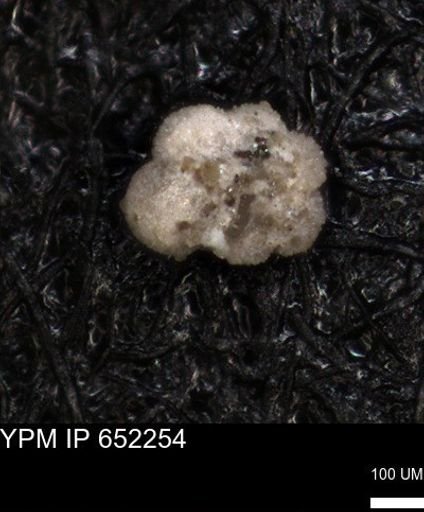 undet. Rugoglobigerinidae