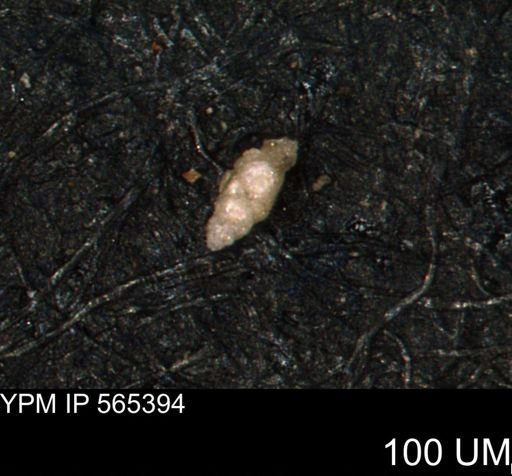 Verneuilinoides kansasensis