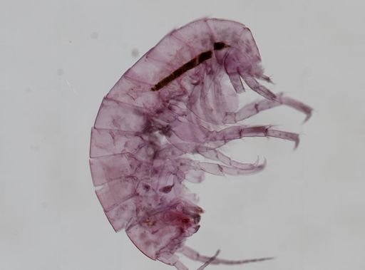 Hyalella cf. azteca