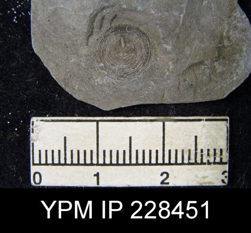 Orbiculoidea missouriensis