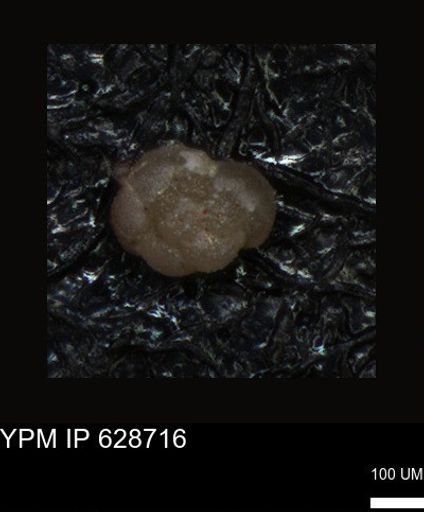 undet. Foraminiferida