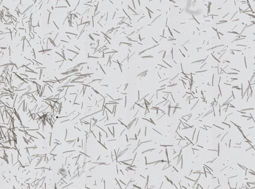 Isodictya deichmannae