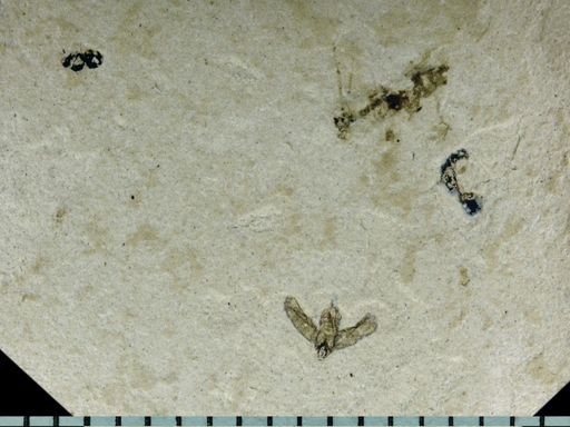undet. Auchenorrhyncha