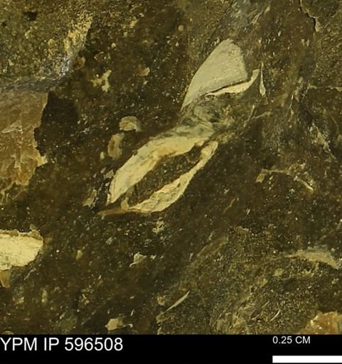 undet. Mollusca