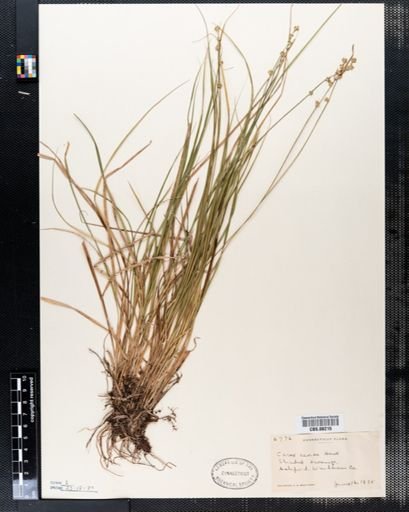 Carex seorsa