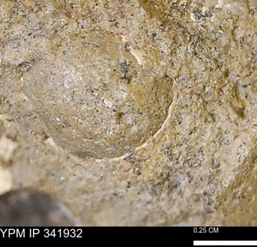 undet. Gastropoda