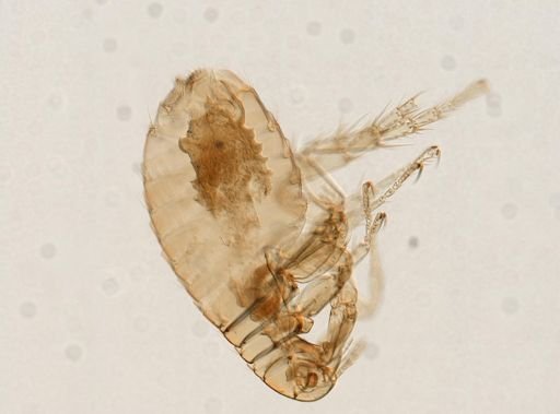 Pulex irritans