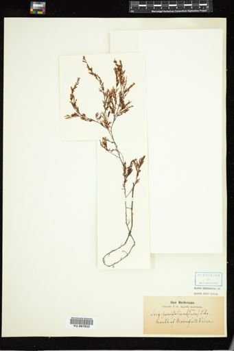 Sargassum parvifolium