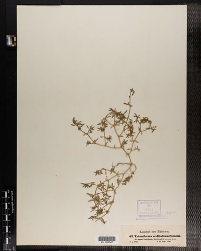 Plantae