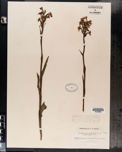 Habenaria