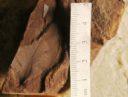 Sapotacites americanus