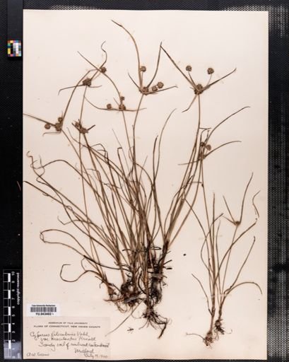 Cyperus filicinus