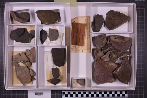 mixed taxa, stratigraphic collection