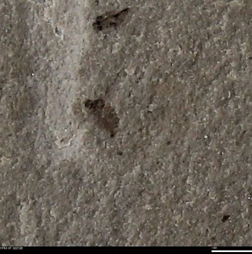 undet. Insecta