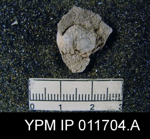 Marginifera manzanica