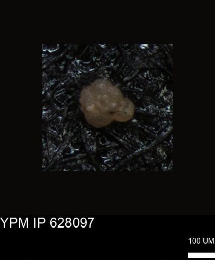 undet. Foraminiferida
