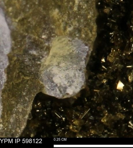 Limopsis striatopunctatus
