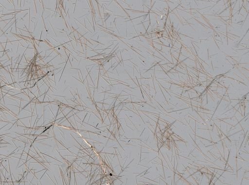 Clathria (Microciona) sp.