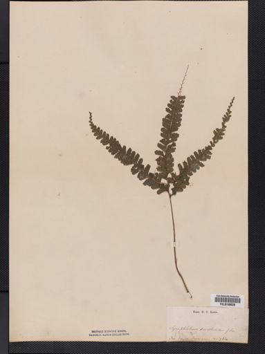 Lindsaea