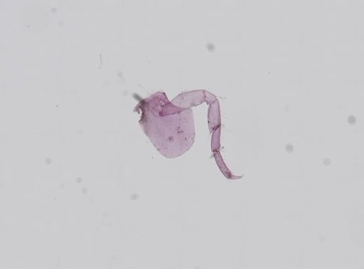 Hyalella cf. azteca