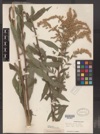 Solidago rugosa
