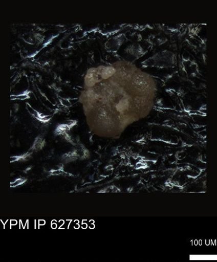 undet. Foraminiferida