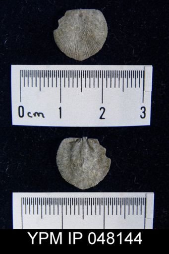 Parmorthis brownsportensis