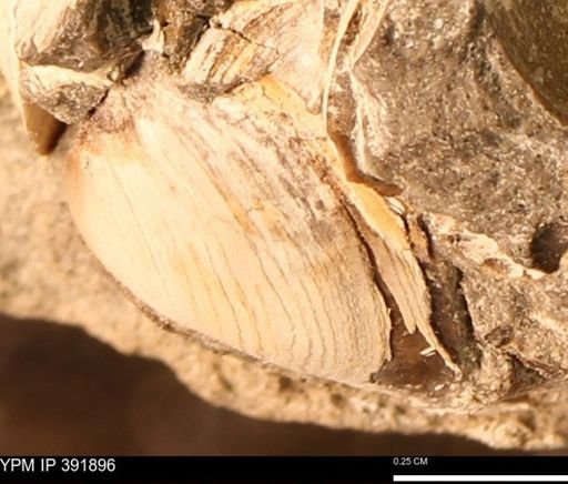 Protocardia sp.