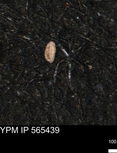 Miliammina ischnia
