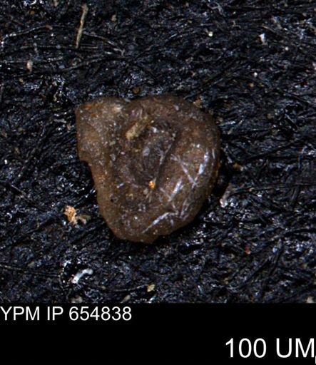 Glomospira reata