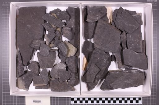 mixed taxa, stratigraphic collection