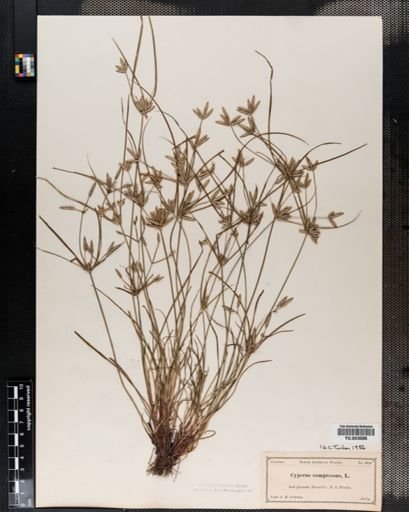 Cyperus compressus