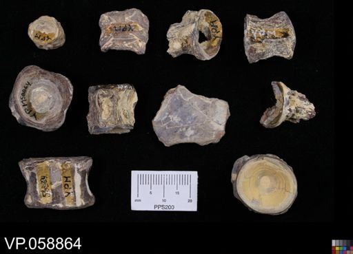 undet. Actinopterygii