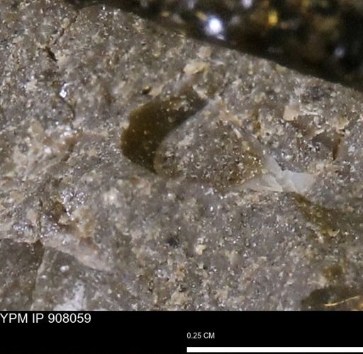undet. Mollusca