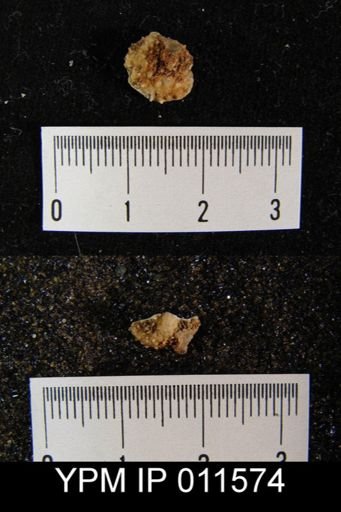 Avonia walcottiana