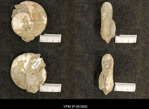 Hoploscaphites nicolletii