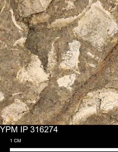 undet. Mollusca