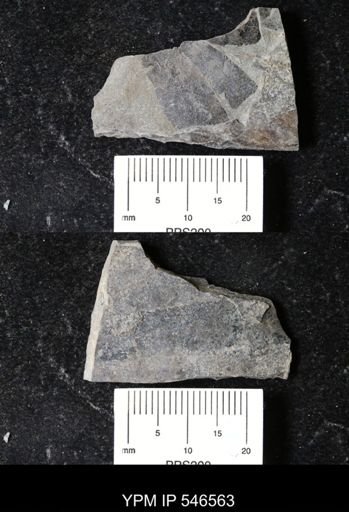 undet. Eurypterida