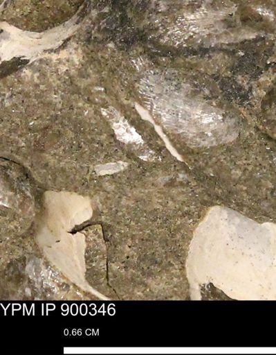 Anomia gryphorhyncha