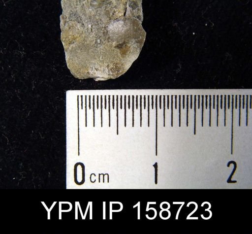 Chonetes primigenius