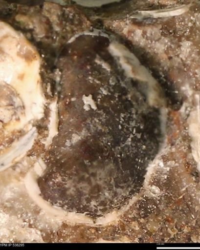 Corbulamella gregaria
