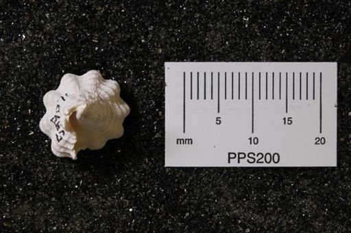 Vasum (Hystrivasum) horridum