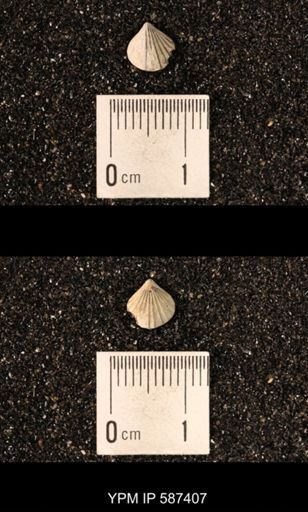 Camarotoechia whitei