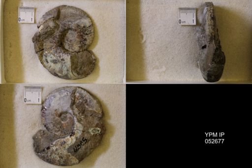 Hoploscaphites comprimus