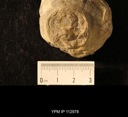 Isorophus cincinnatiensis