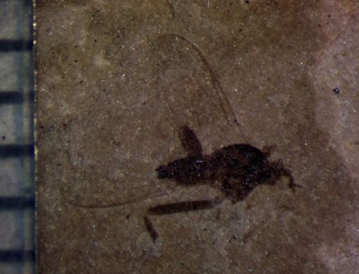 undet. Diptera
