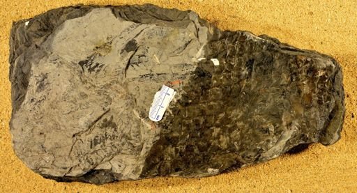 Lepidodendron sp.